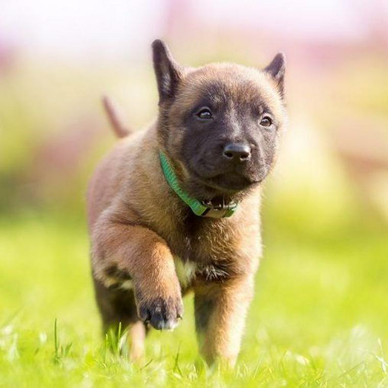 子犬