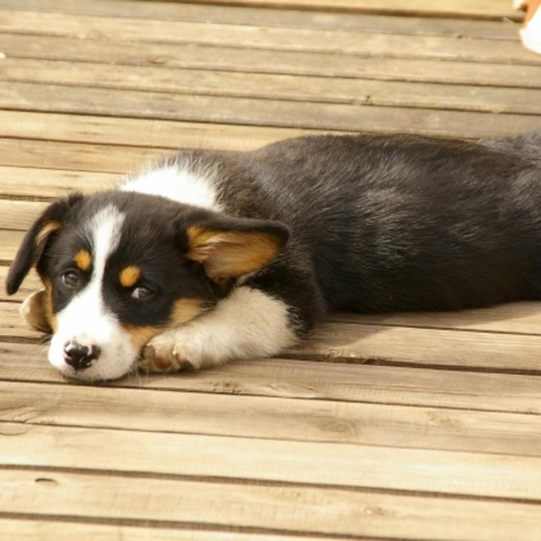 寝そべる犬