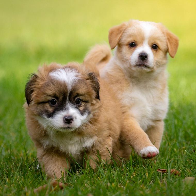 二匹の子犬