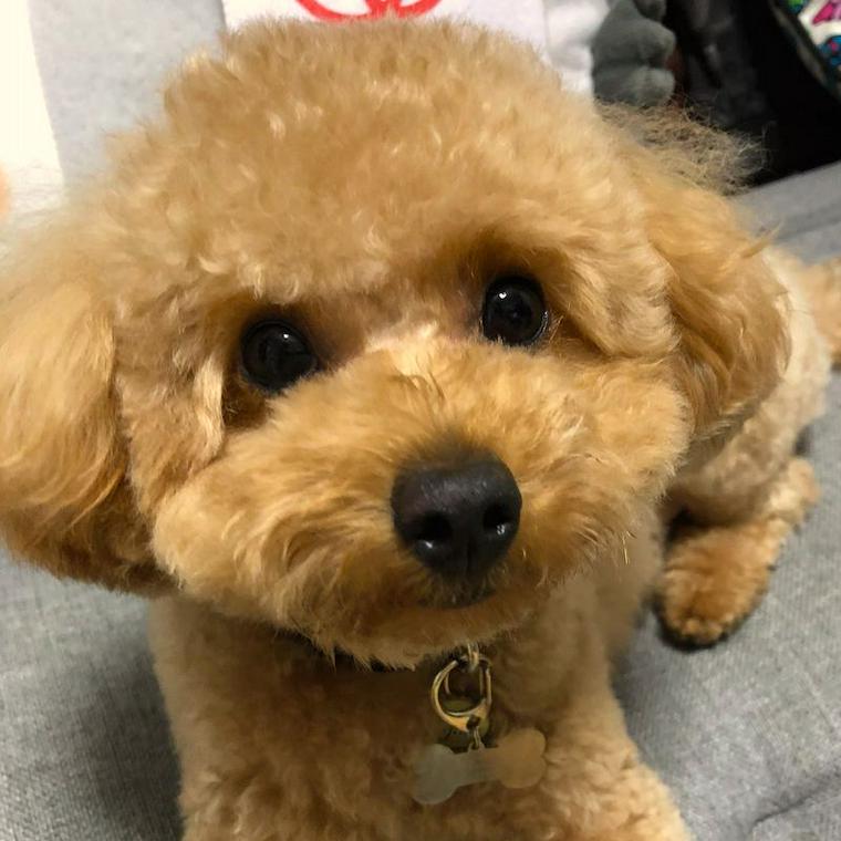 トイプードルの赤ちゃん