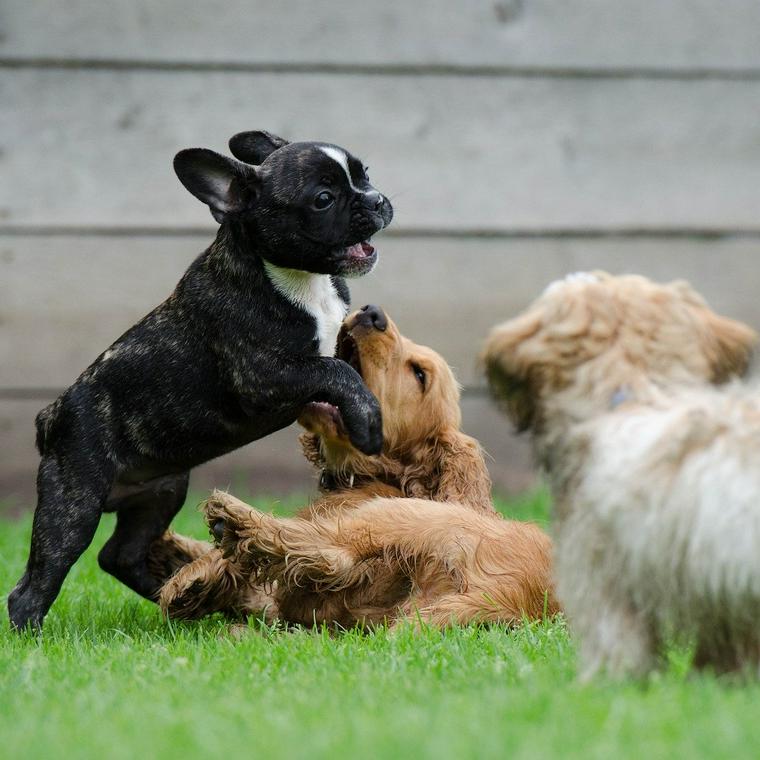 犬がマウンティングする理由とは やめさせるための対処法をトレーナーが解説 ペトコト