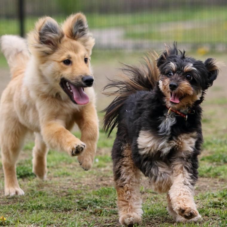 犬がマウンティングする理由とは やめさせるための対処法をトレーナーが解説 ペトこと