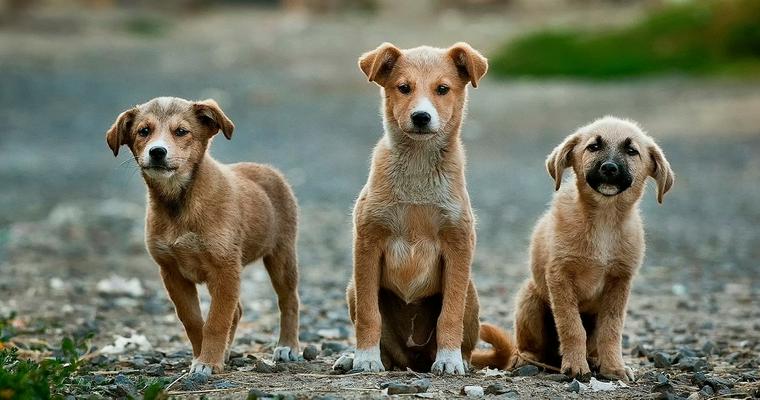 【ドッグトレーナー解説】犬がマウンティングするシーン別の理由は？やめさせる方法を解説