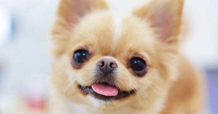 犬が舌を出すのはなぜ？しまい忘れる理由や、気になる舌の色などを獣医師が解説