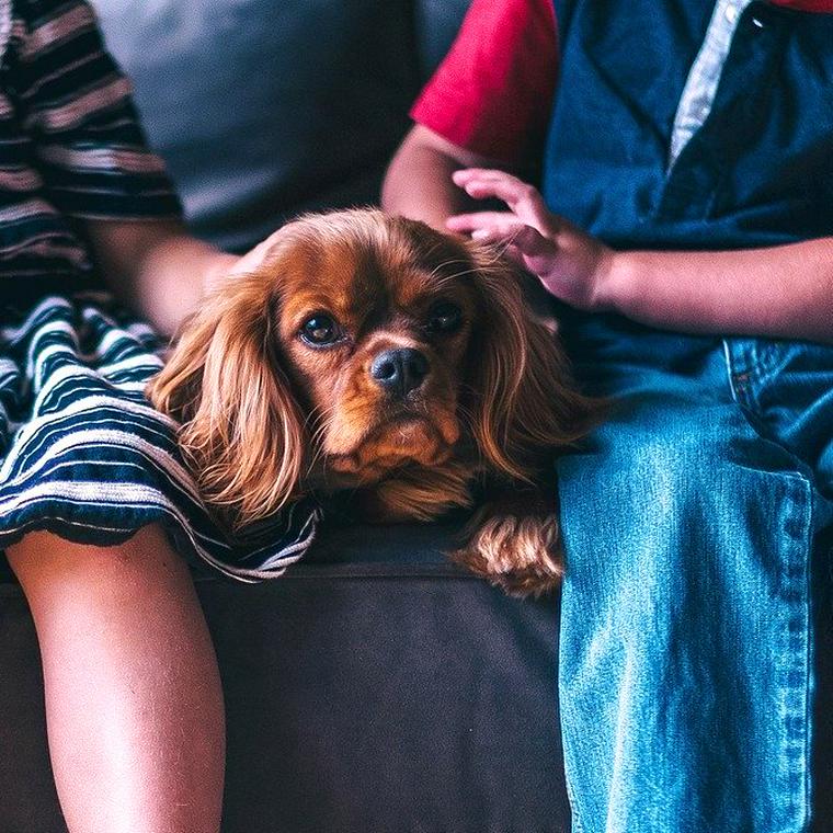 子供と犬