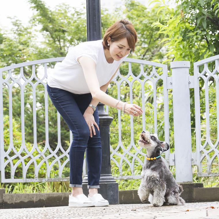 女性と一緒に遊ぶシュナウザー