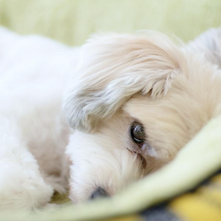 犬がごはんを食べない 食欲不振 獣医師が原因や対処法を解説 ペトコト