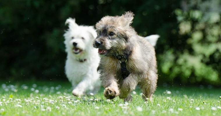 犬の社会化とは? 失敗しないトレーニングの方法や考え方を解説
