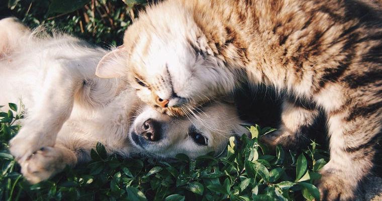 【獣医師執筆】腎臓病の犬猫におやつはNG？　療法食の注意点や食べない場合の対策を紹介