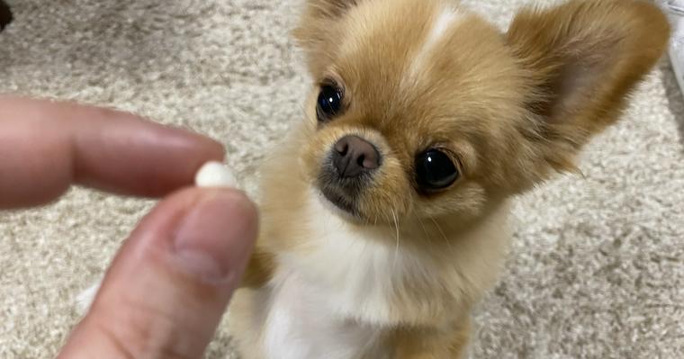 【獣医師執筆】愛犬が薬を飲まない理由と老犬でも簡単な飲ませ方のコツを紹介
