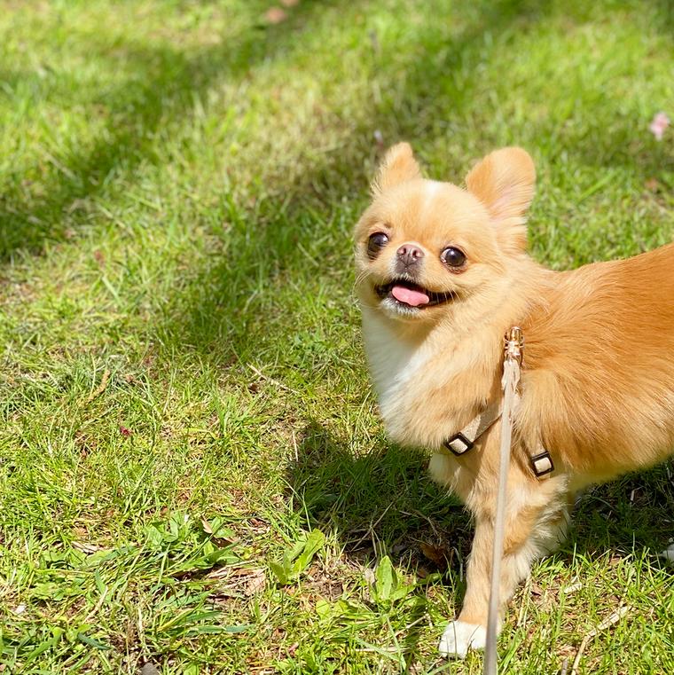 愛犬が蚊に刺されないために 対策と予防法を獣医師が解説 ペトコト