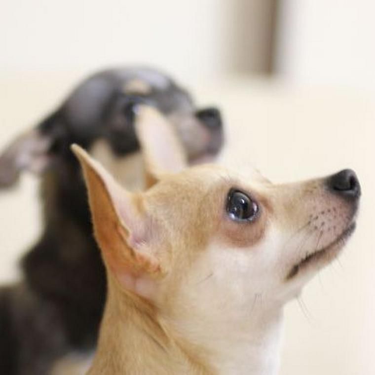 お勉強中の子犬