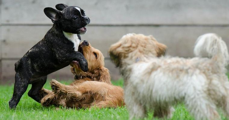 犬のしつけ教室とは? 種類や効果について解説
