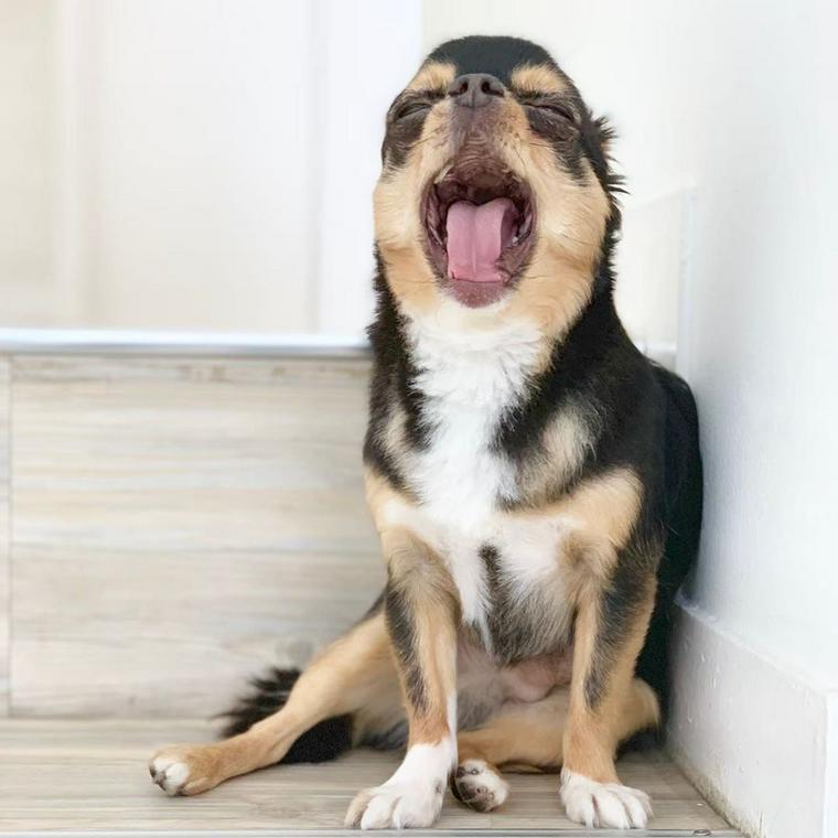 犬の歯周病 原因や治療法 放置リスクを獣医師が解説 ペトコト