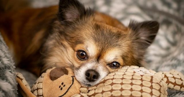 【トレーナー解説】小型犬もしつけが必要！大型犬との違いや、吠えや甘噛みの理由を解説