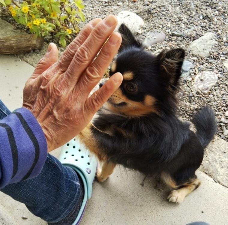 ハイタッチする高齢者と犬