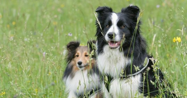 【トレーナー解説】中型犬はしつけしやすい？小型犬・大型犬との違いや、意識すべきポイントを解説