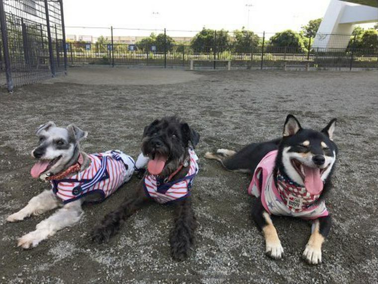 神奈川県のおすすめドッグラン 人気の横浜エリアや貸切で遊べる施設も ペトコト