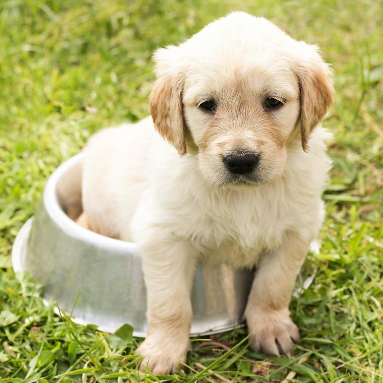 犬は白菜を食べても大丈夫 生や芯などを与える際の注意点やアレルギーについて解説 ペトコト