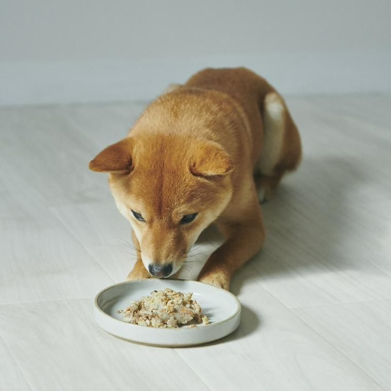 PETOKOTO FOODSと豆柴