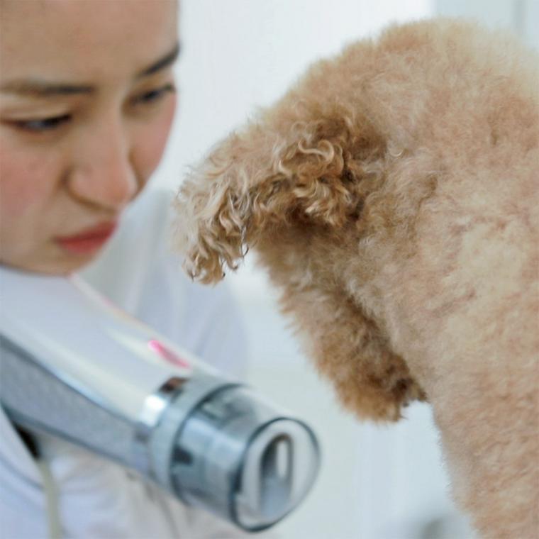 ドライヤーを嫌がる犬