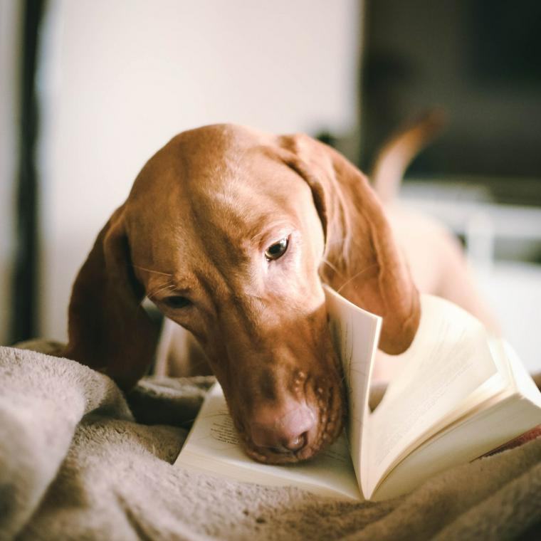 犬に血統書は必要 メリット デメリットや発行手続き 詐欺について解説 ペトコト