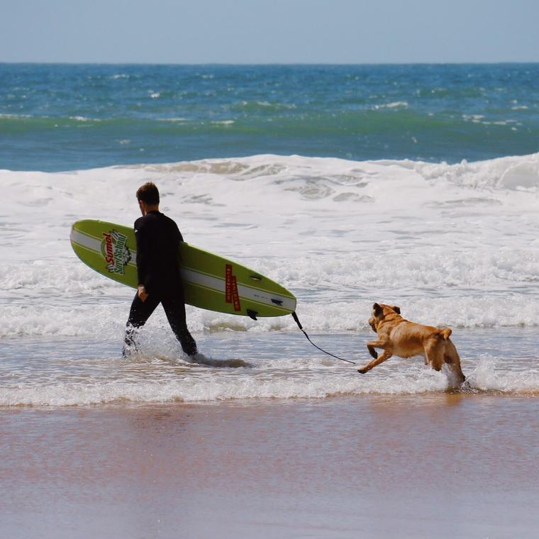 愛犬とドッグサーフィンを楽しもう 準備することや注意点 おすすめグッズを紹介 ペトコト