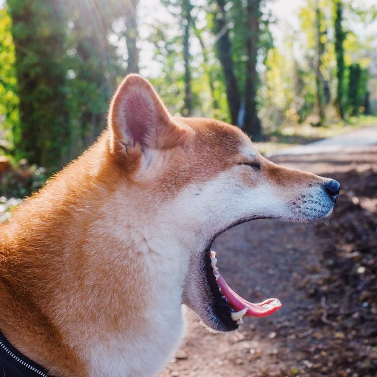 あくびをする柴犬