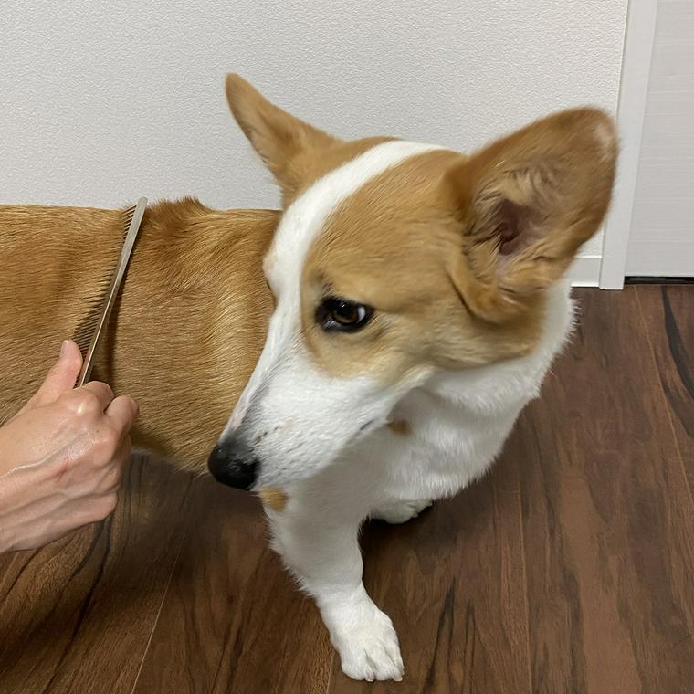 ブラッシングされる犬