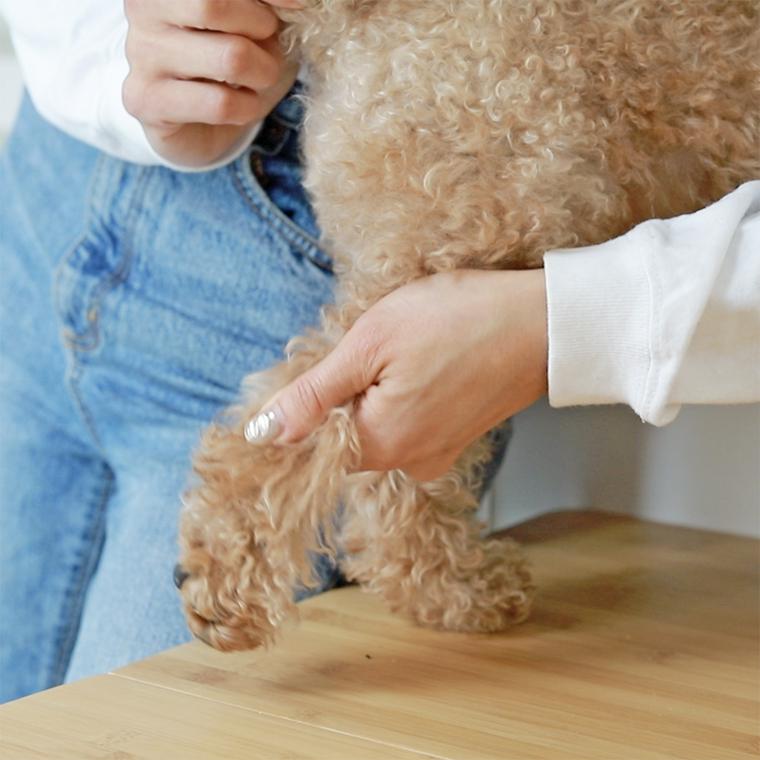 犬を仰向けにして爪を切る様子