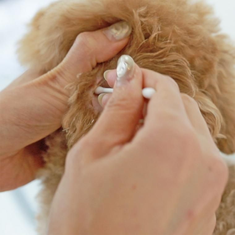 耳掃除される犬