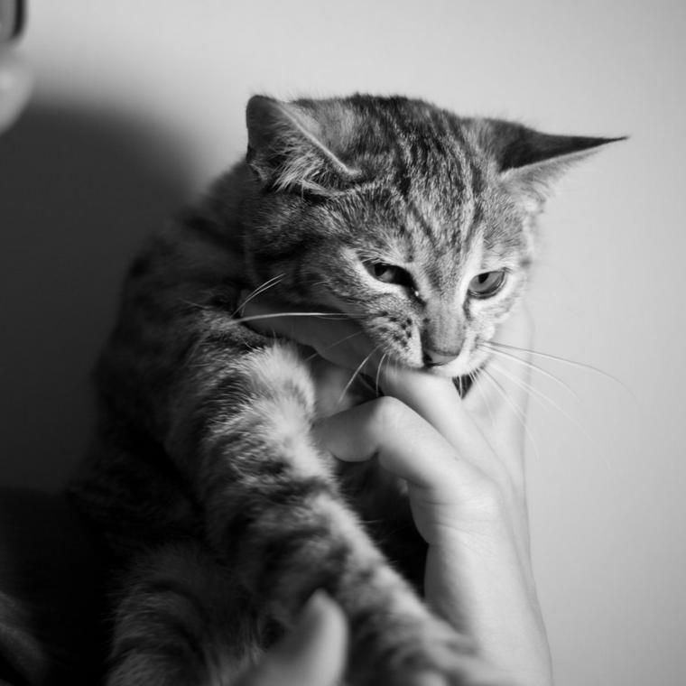 人の手を甘噛みする猫