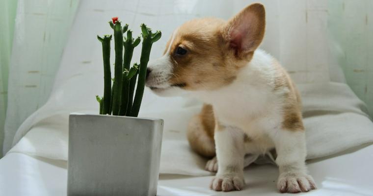 犬が注意すべき植物11選 ポトスやユリ、ワラビなど観葉植物から花、野草まで