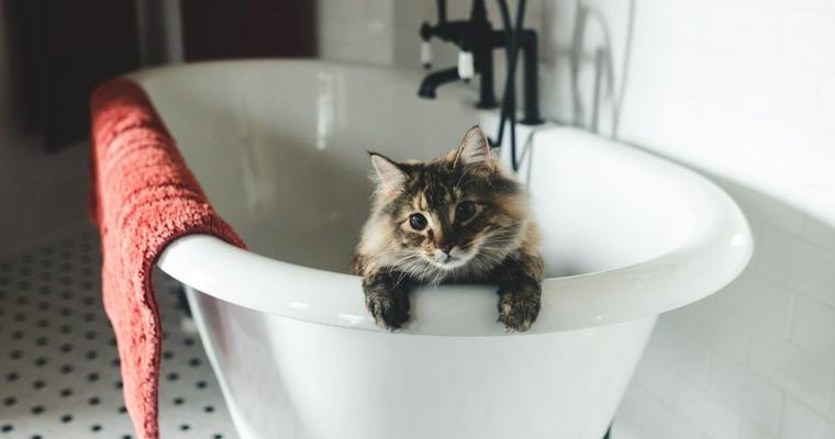 猫にお風呂は必要？適切な頻度や温度、嫌がる場合や暴れない方法を紹介