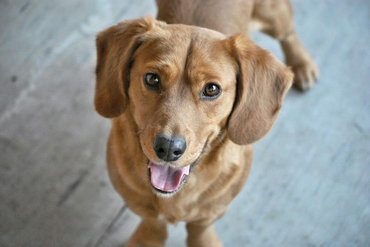 笑顔の犬