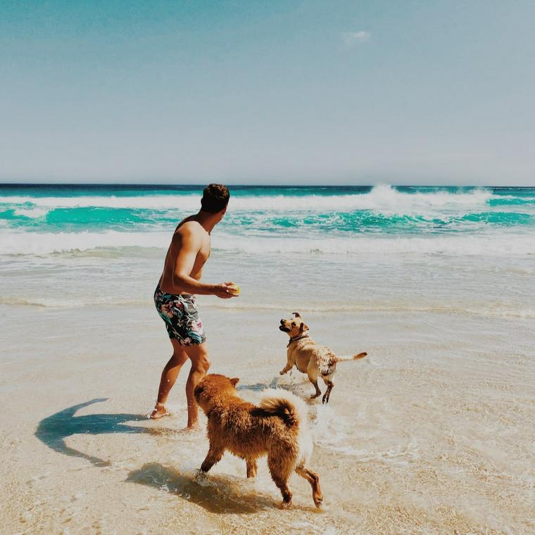 海で遊ぶ犬と人