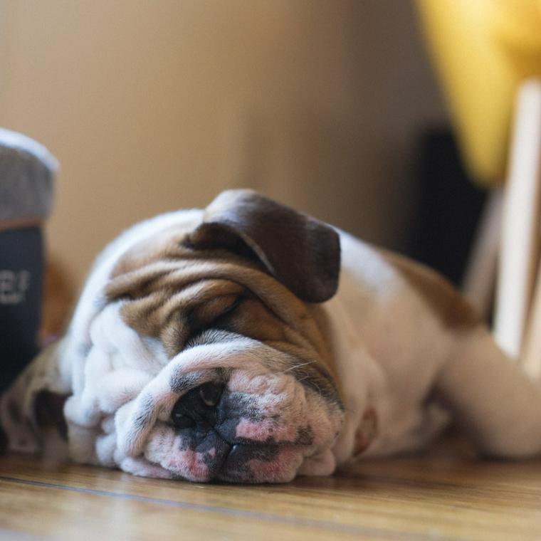 眠る犬