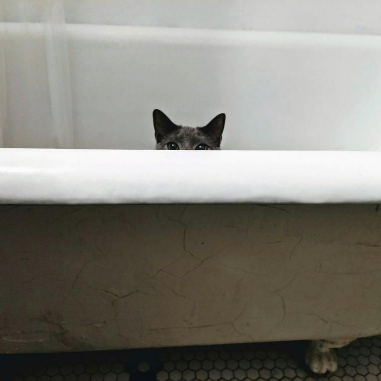 バスタブに入った猫