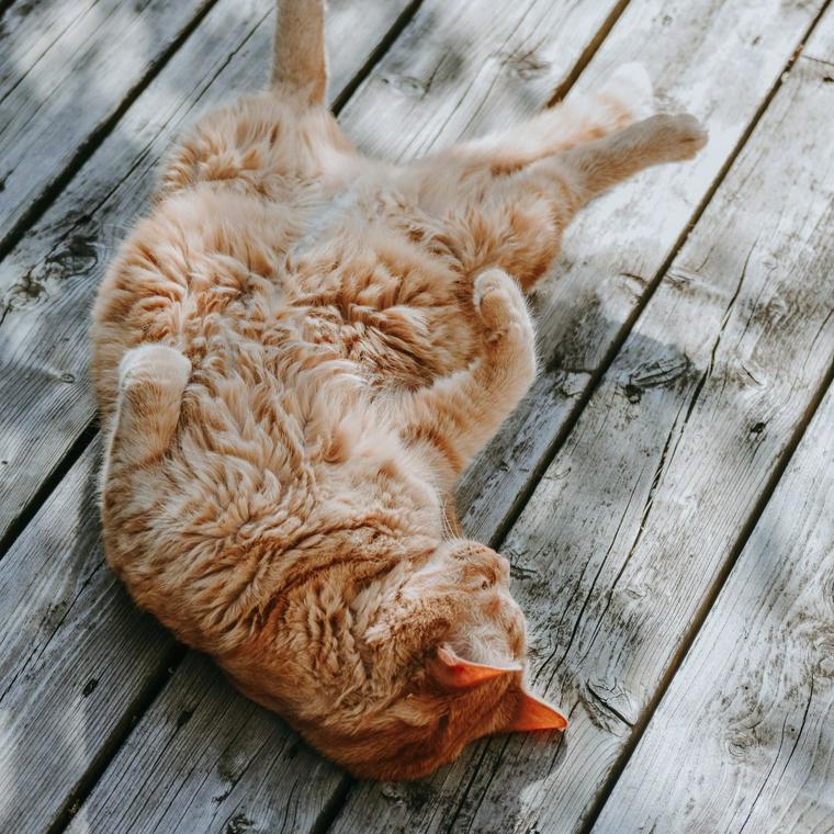 お腹を出して寝る猫