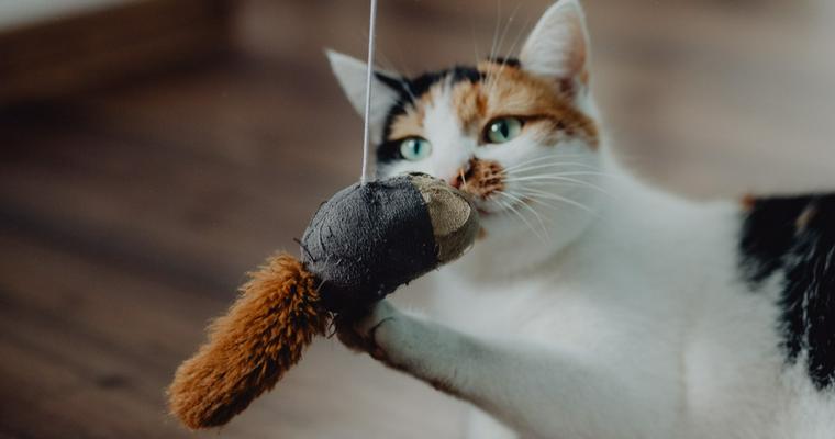 猫と遊びたい方へ 正しい遊び方やグッズ・アプリ、注意点を紹介します♪