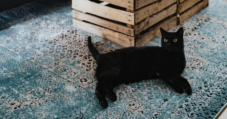 黒猫はどんな性格 特徴や魅力 黒猫にまつわる噂などを解説 ペトコト