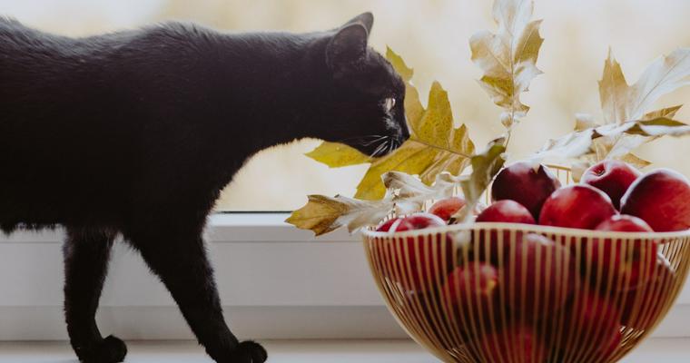 【獣医師執筆】猫はりんごを食べても大丈夫！栄養成分や与える際の注意点を解説