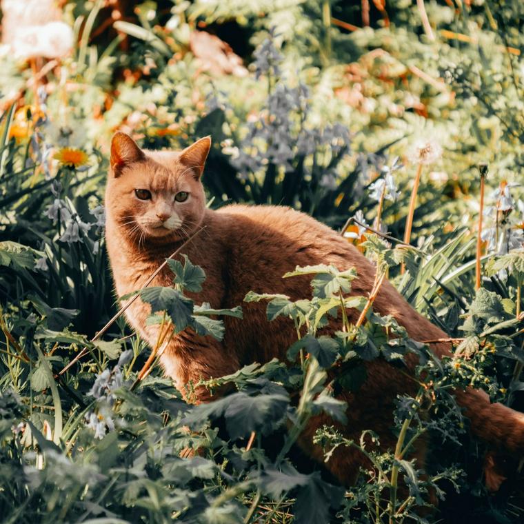 花と猫