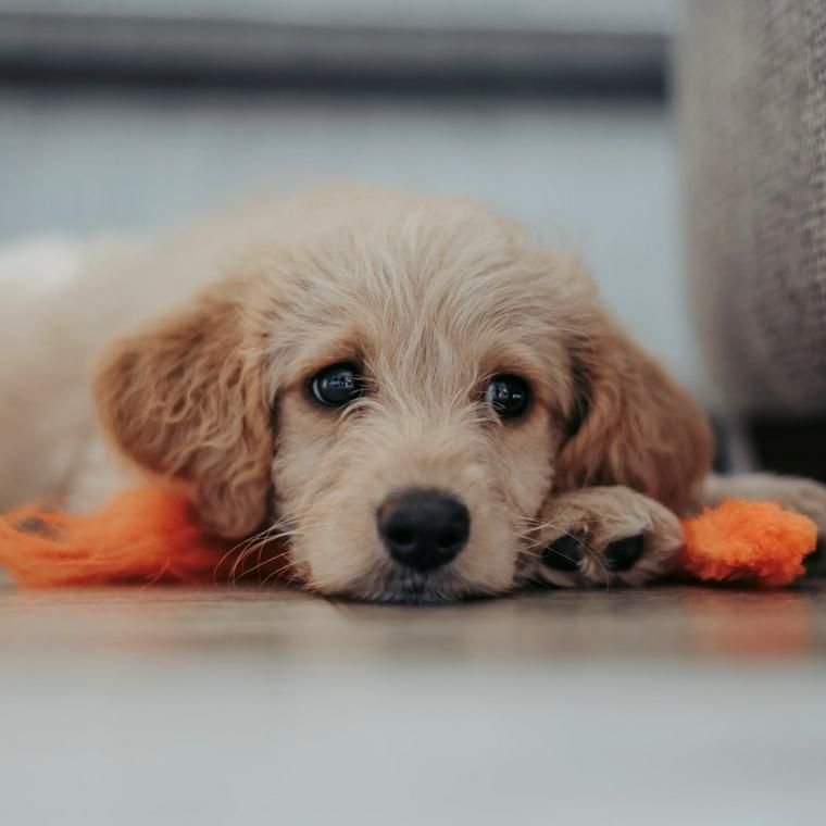 おもちゃの上に伏せる子犬