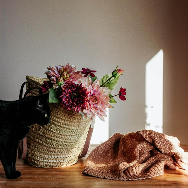 猫は花を食べても大丈夫 危険な花と安全な花まとめ ペトコト