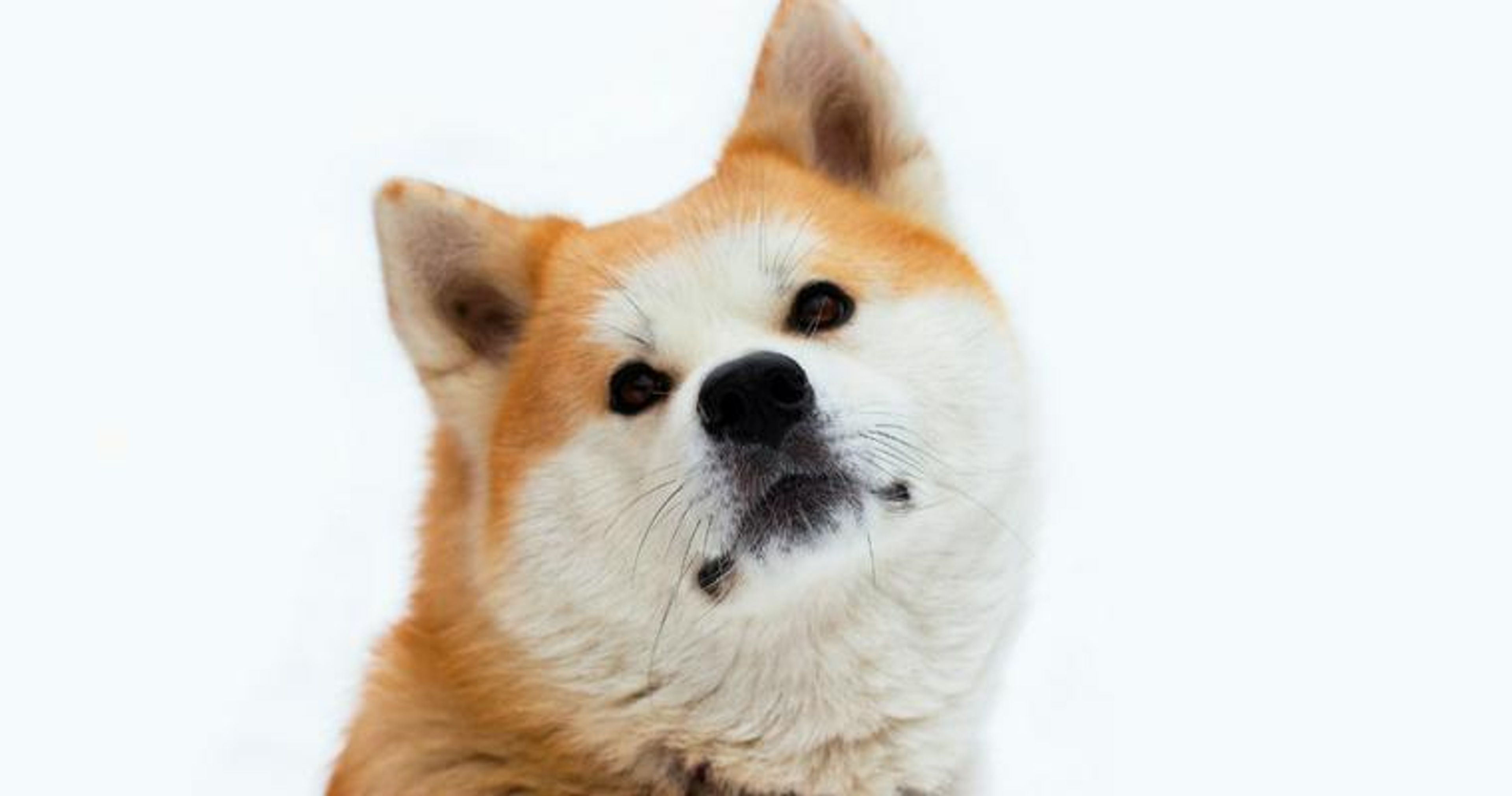 【トレーナー・獣医師監修】秋田犬ってどんな犬？性格・特徴・育て方・迎え方