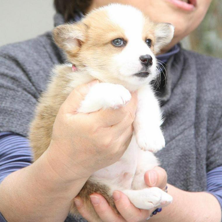 保護犬だったコルク