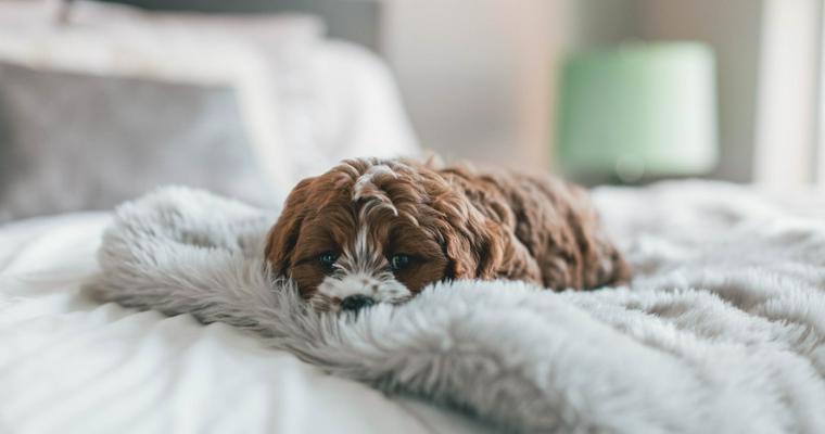 愛犬が喜ぶ部屋作りのポイントを解説 床の滑り止めや消臭対策、仕切りの活用法など