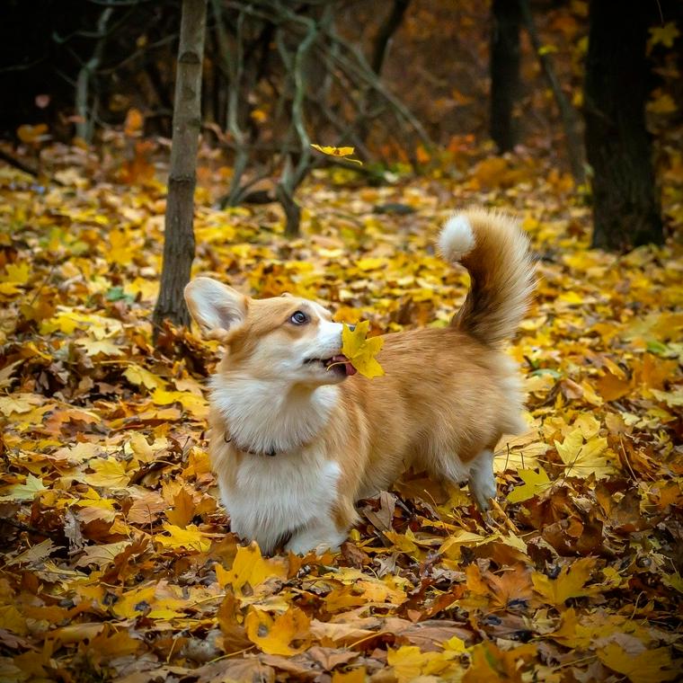 犬は銀杏を食べても大丈夫 中毒の危険性や誤飲した時の対応を解説 ペトコト