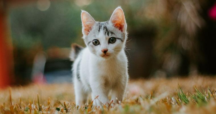 猫パルボウイルス感染症（猫汎白血球減少症）｜症状・原因・治療、予防方法などを獣医師が解説